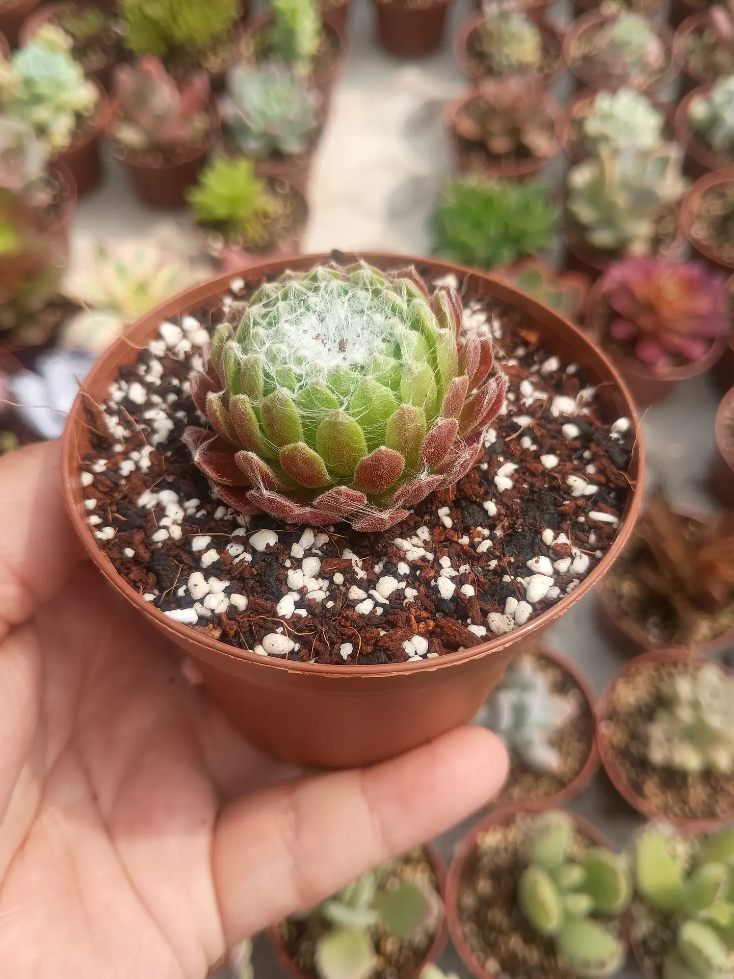 Serpenvivum arachnoideum  2
