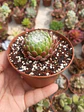 Serpenvivum arachnoideum  - Miniatura 2