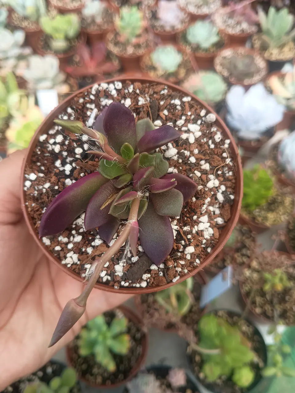 Anacampseros red passion  1
