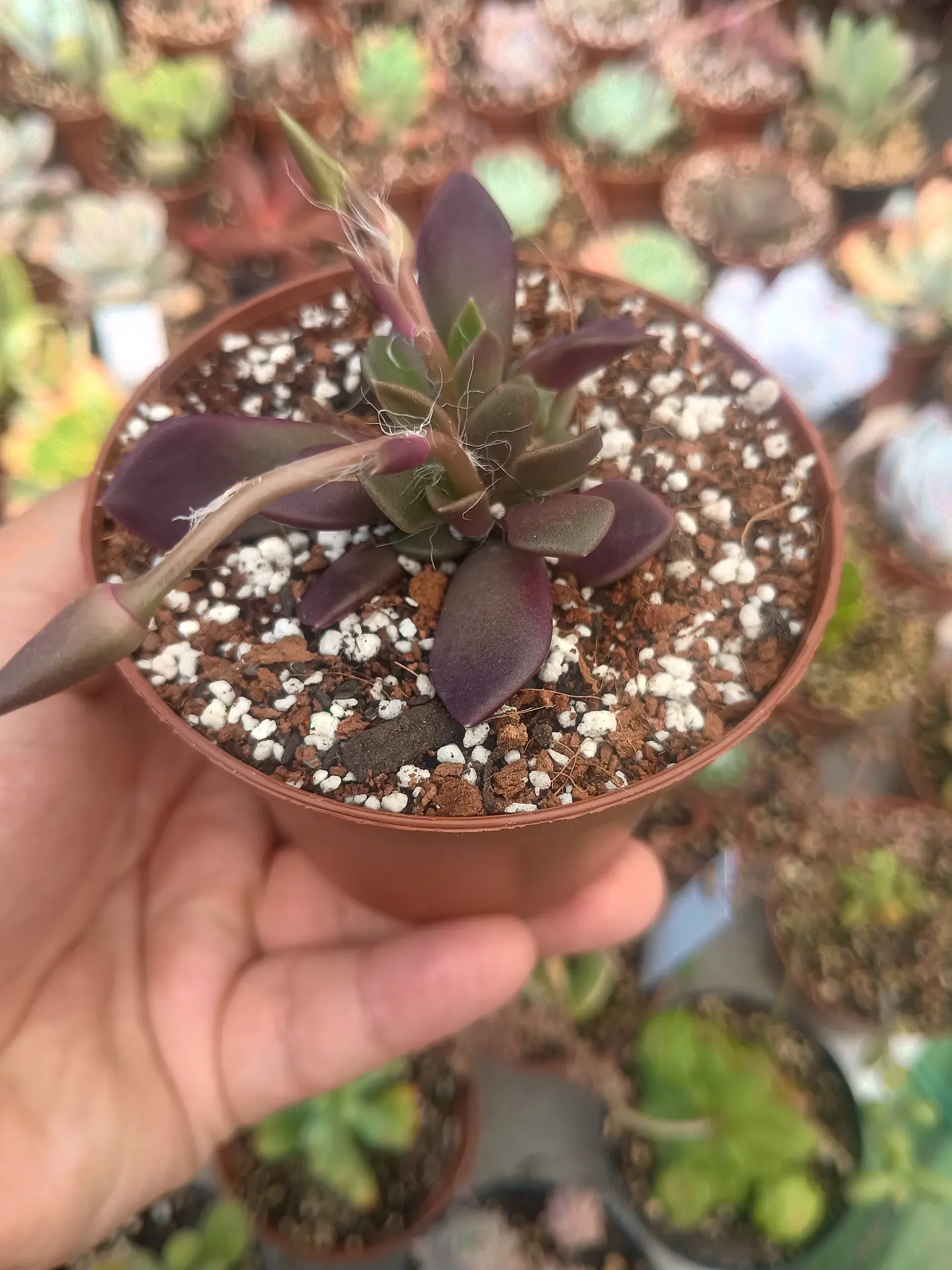 Anacampseros red passion  2