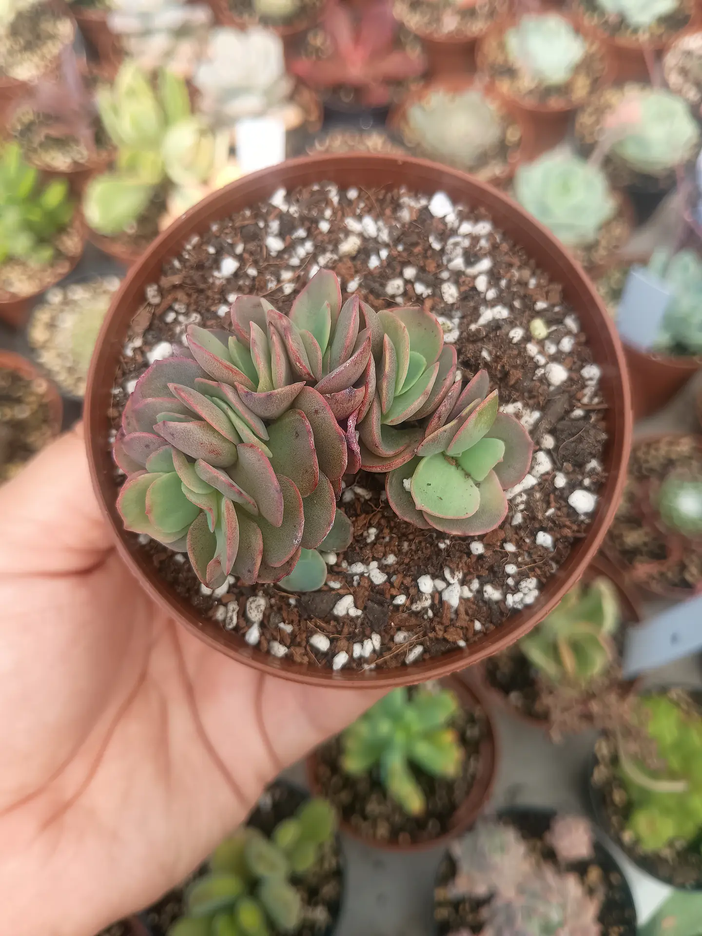 Echeveria suyon cluster 2