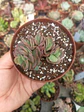 Echeveria suyon cluster - Miniatura 2
