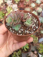 Echeveria suyon cluster - Miniatura 1