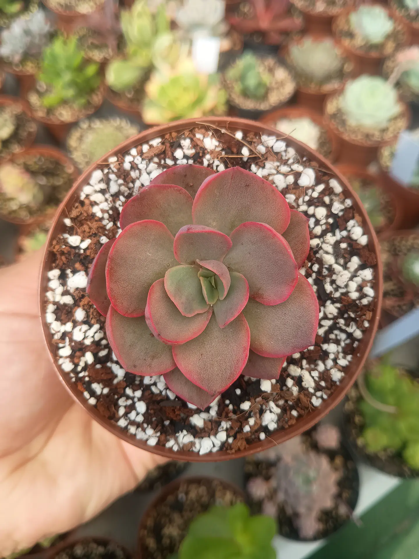 Echeveria suyon variegada 1