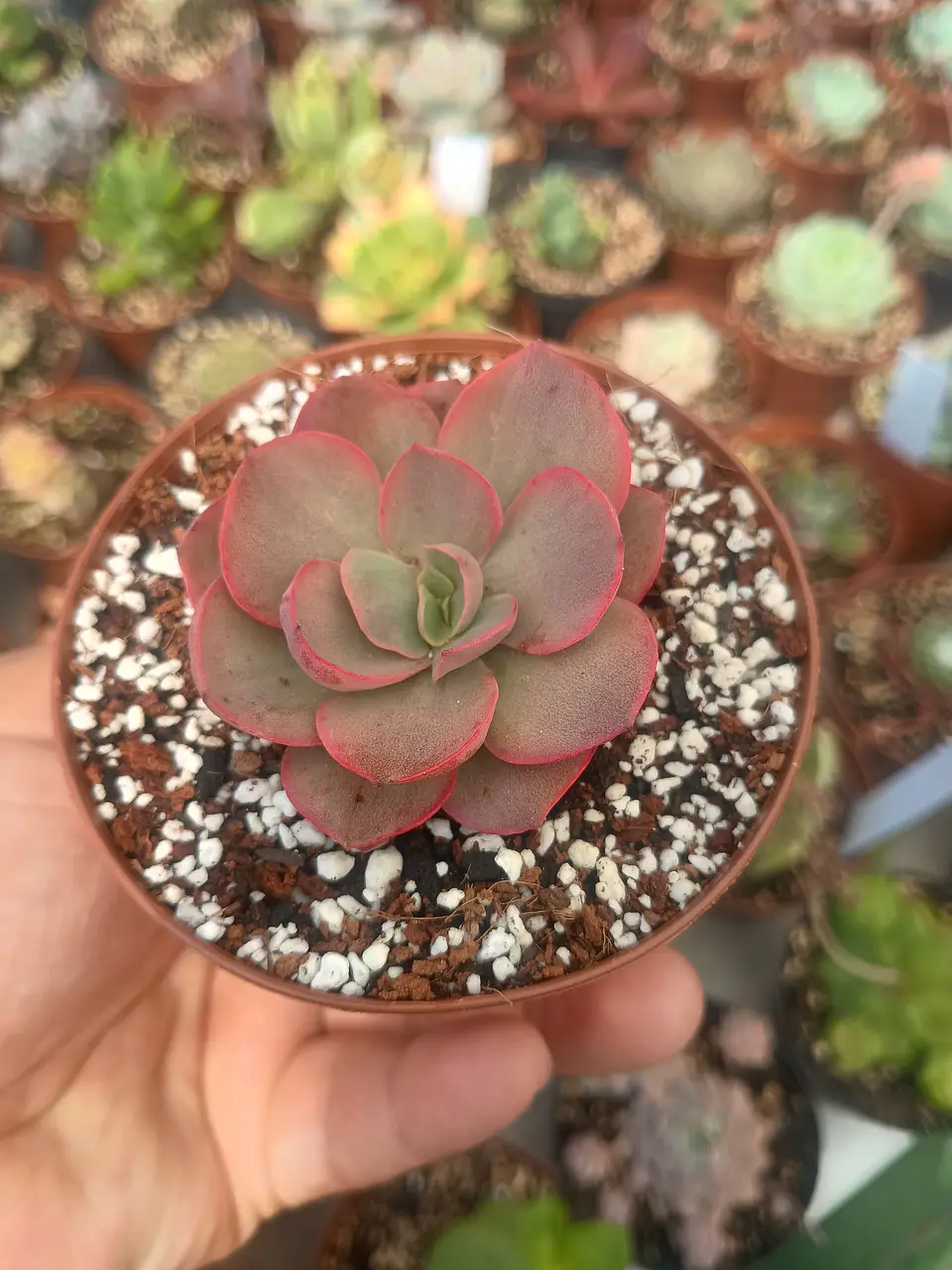 Echeveria suyon variegada 2