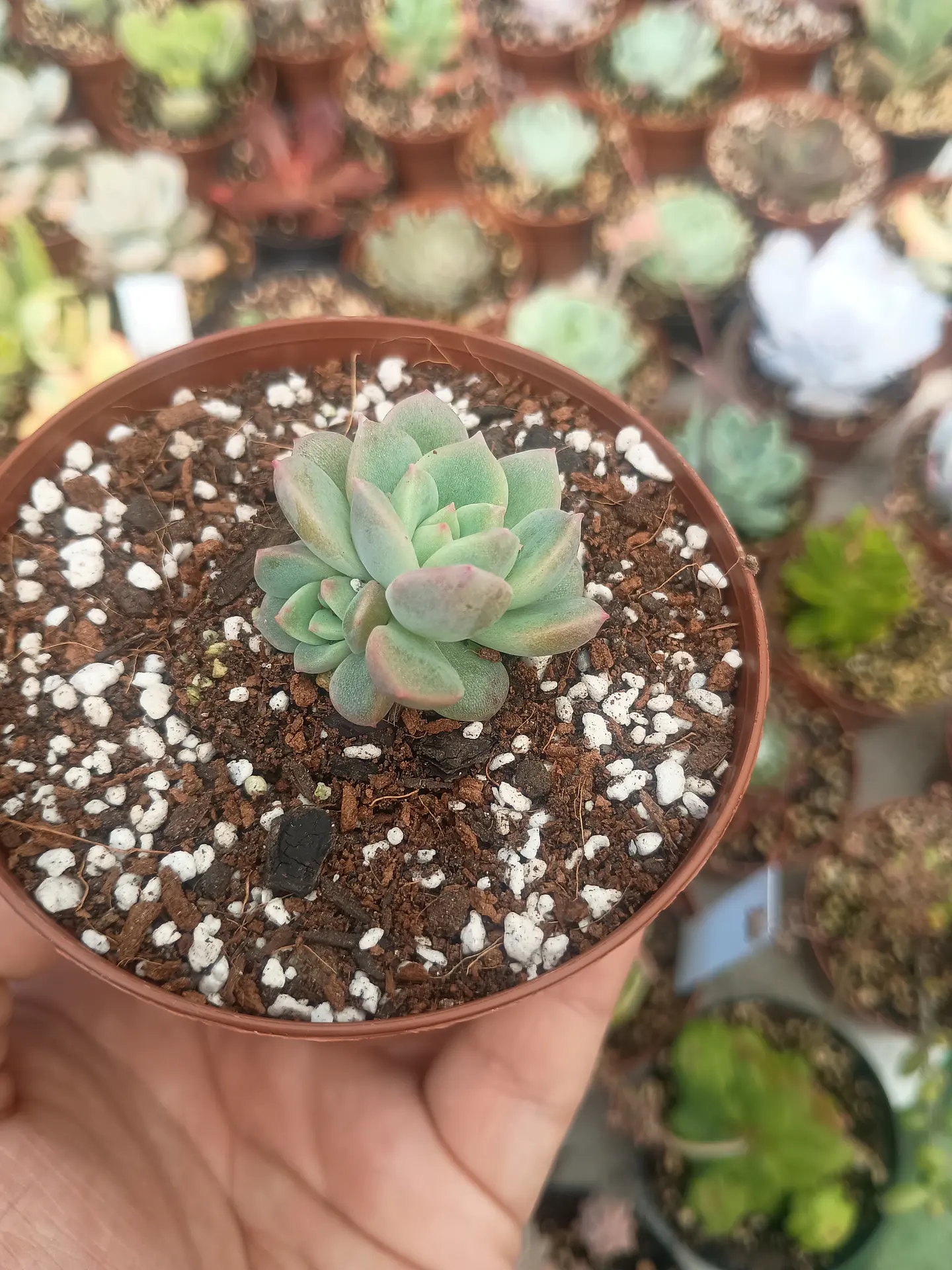 Echeveria powder cream mini doble 1