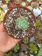 Echeveria powder cream mini doble - Miniatura 2