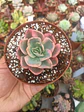 Echeveria pink vera variegada - Miniatura 1