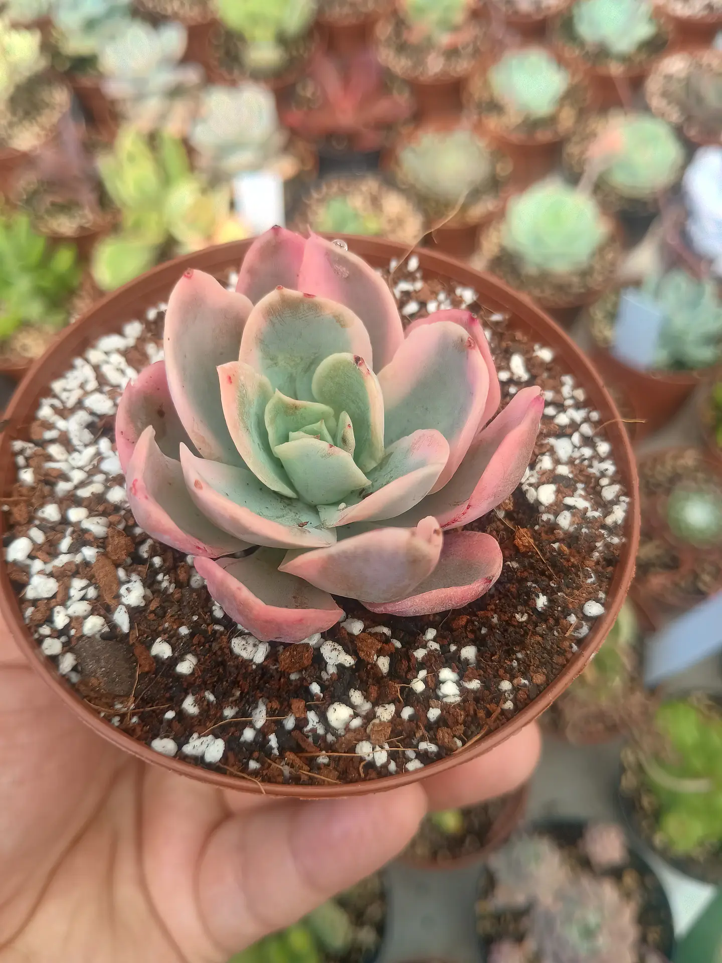 Echeveria pink vera variegada 2