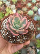 Echeveria pink vera variegada - Miniatura 2