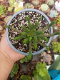 Euphorbia Flanagahnii  - Miniatura 1