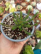 Euphorbia Flanagahnii  - Miniatura 3