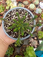 Euphorbia Flanagahnii  - Miniatura 2
