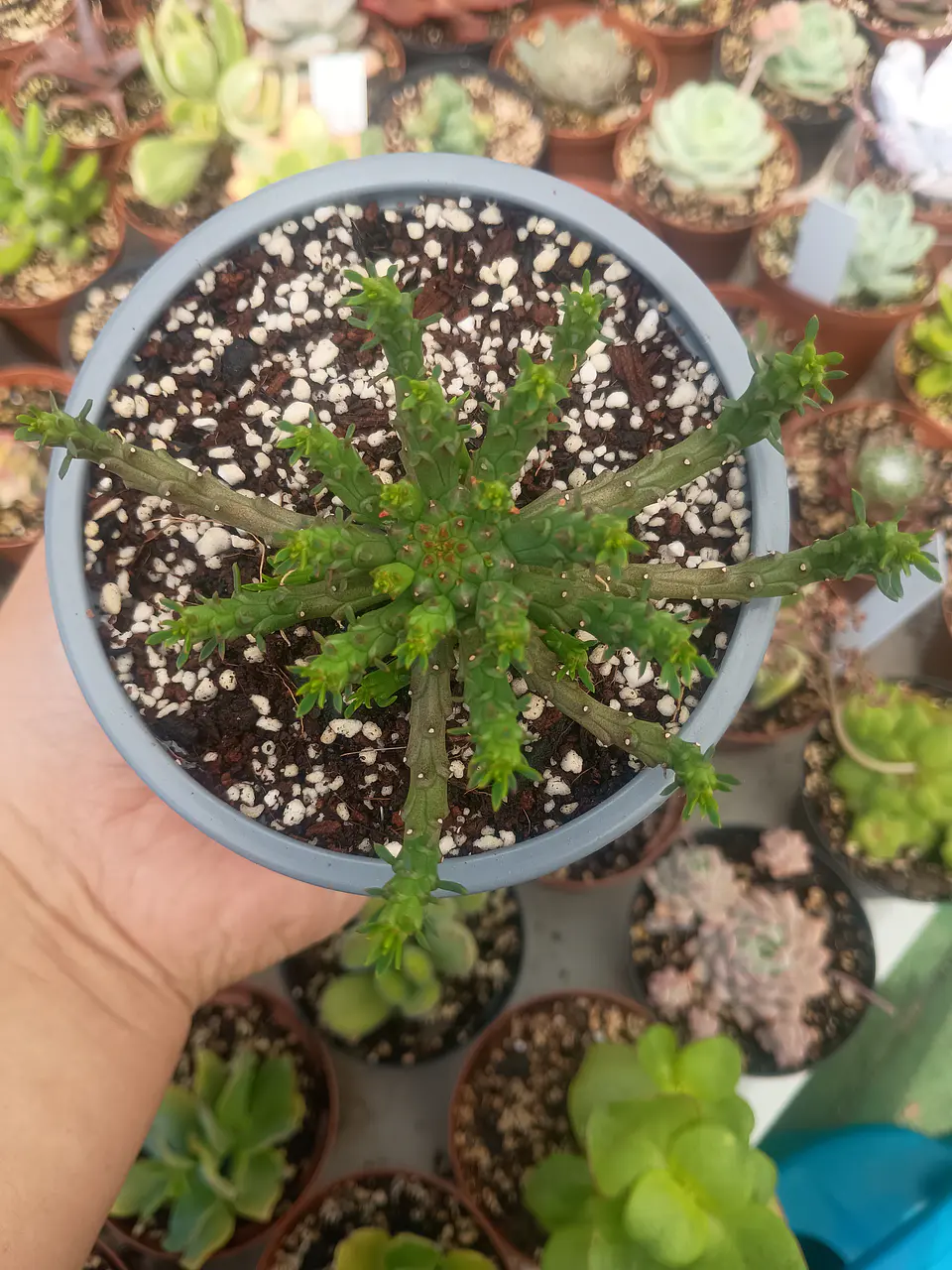 Euphorbia Flanagahnii  2