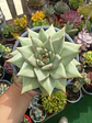 Echeveria agavoides La virgin - Miniatura 1