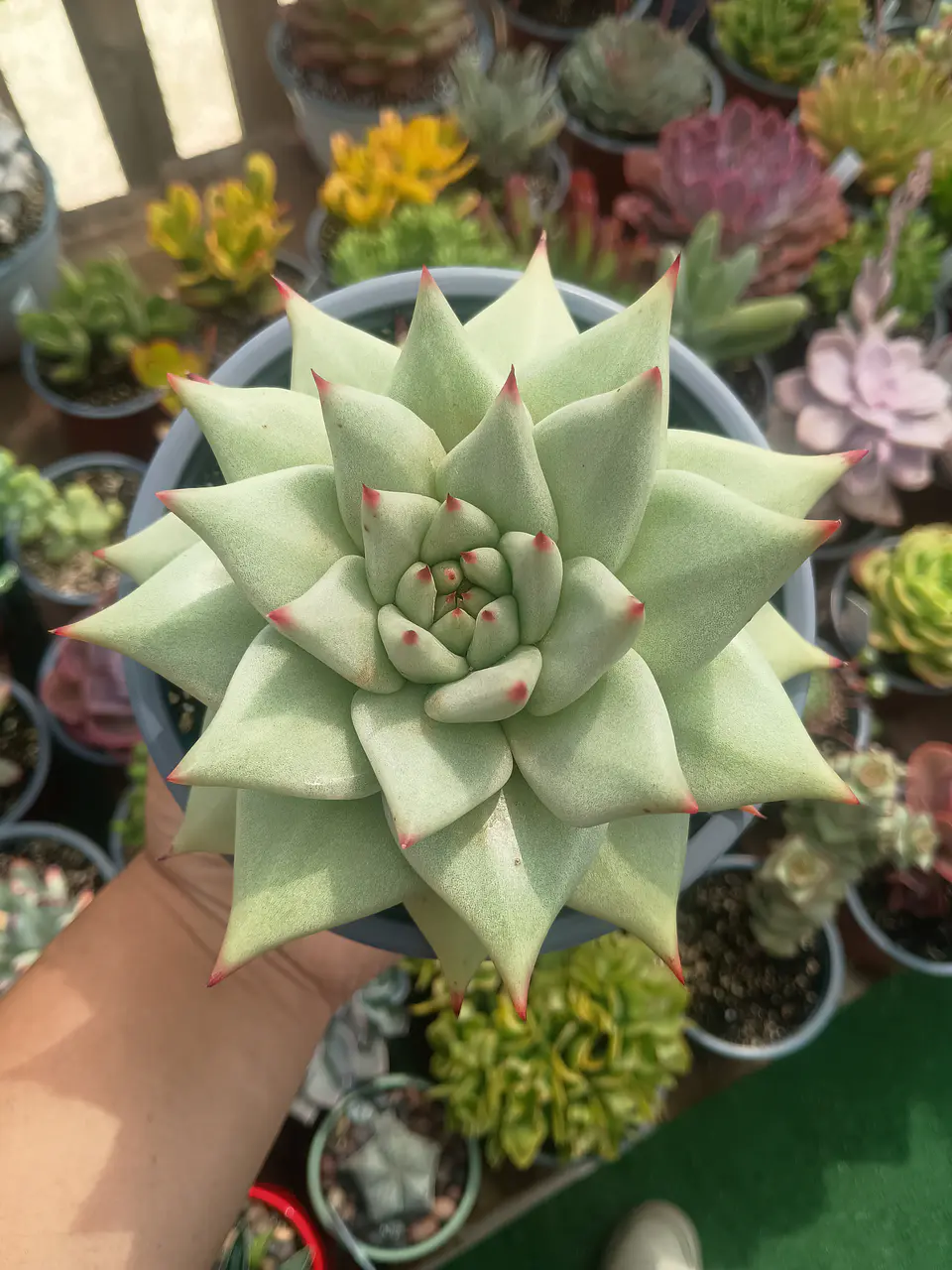 Echeveria agavoides La virgin 1