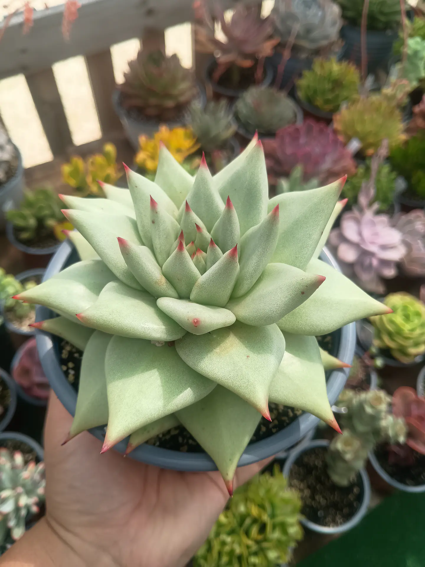 Echeveria agavoides La virgin 2