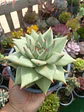 Echeveria agavoides La virgin - Miniatura 2