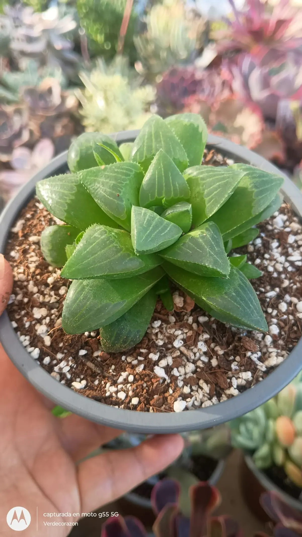 Haworthias- Cactus