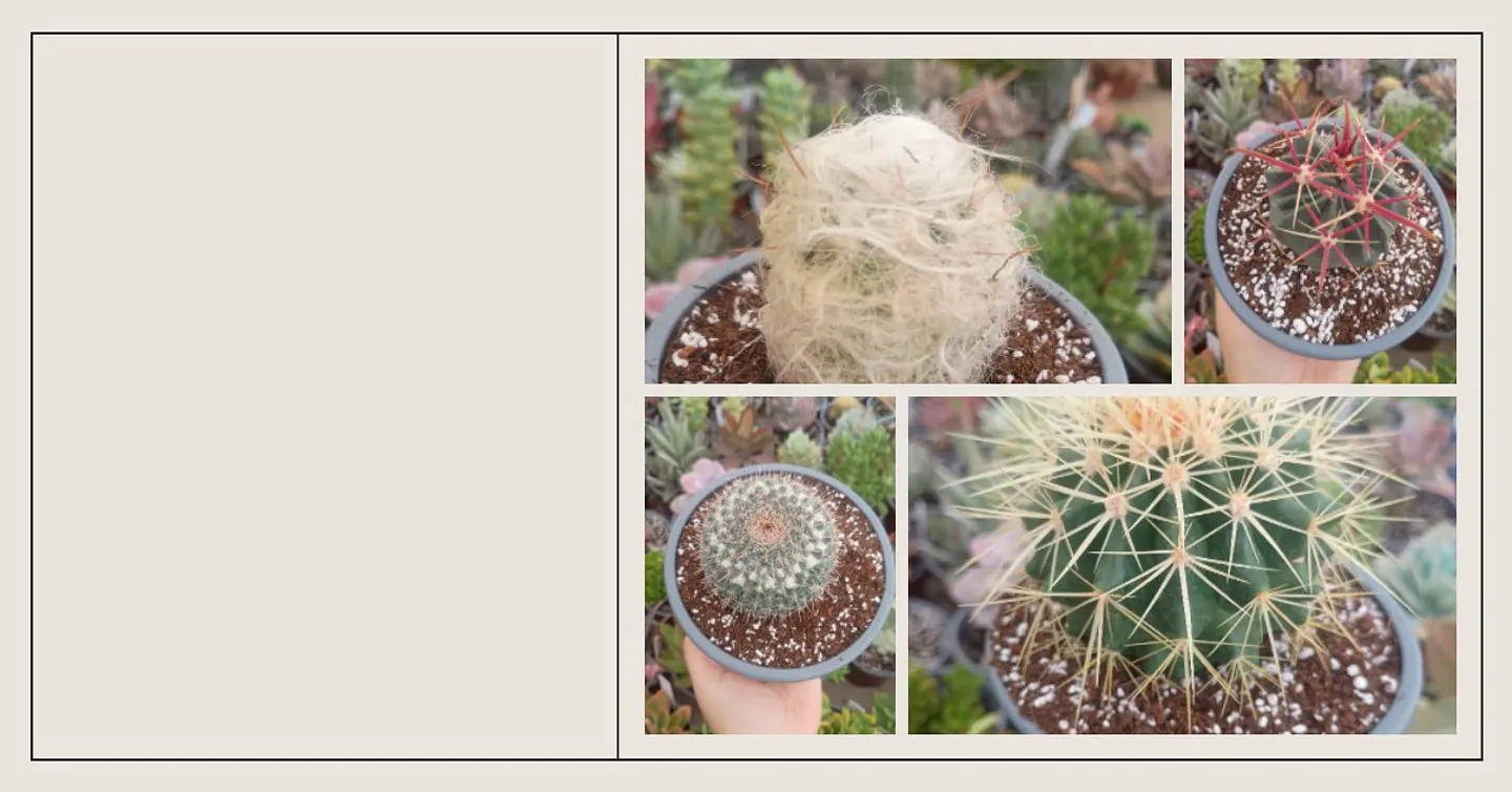 Cactus