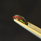 Ópalo–1.73ct–10.4x8.07x4.28 2