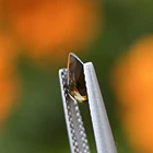 Turmalina-0.70ct-7.2x5.1x3mm 2