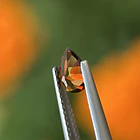 Turmalina-0.60ct-7.2x5x3mm 2