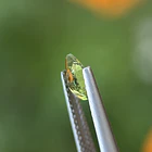Turmalina-0.65ct-7.3x5x2.8mm 2