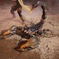 COBRA DESERT SCORPION & SKRP10N-25 - GI JOE - CLASSIFIED SERIES  - Miniatura 5