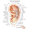 Auriculoterapia