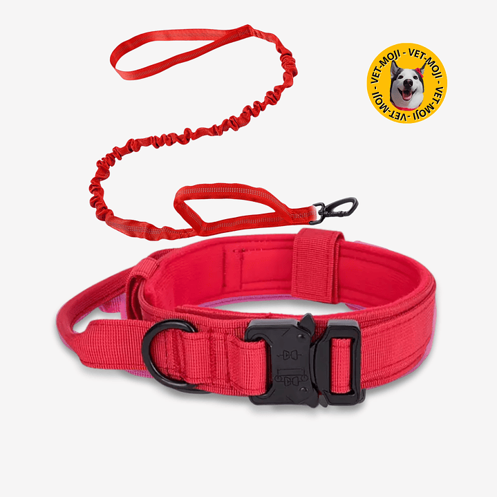 Combo collar + lazo K9 3