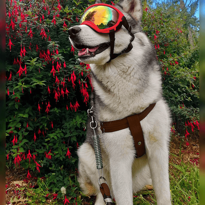 Conjunto para perro Mediano - Grande  1