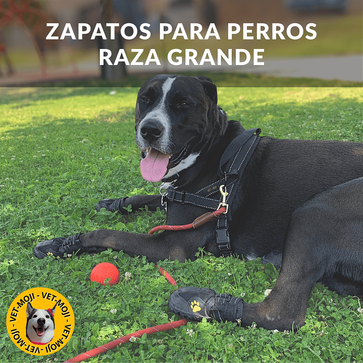 Zapatos: Raza grande  1