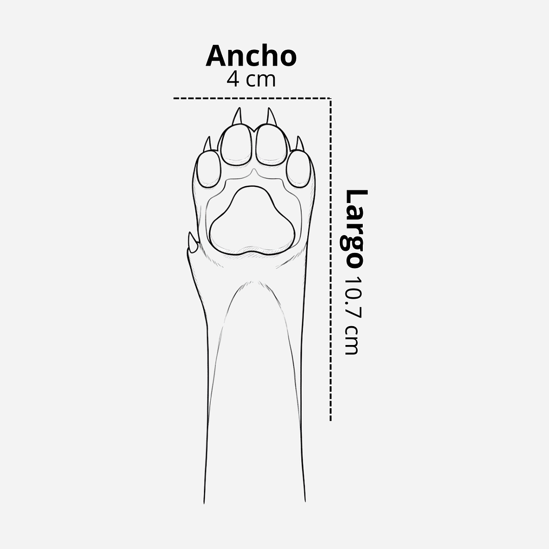 🐾 Medias Antideslizantes para Perro – Protección y Seguridad en Cada Paso 🐶🖤 5