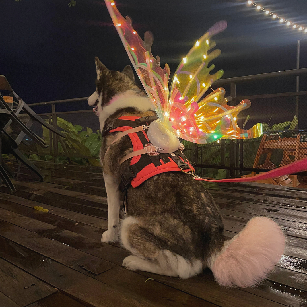 🪽✨ Alas LED para Mascotas – ¡Tu peludito será el centro de atención! ✨🪽 1
