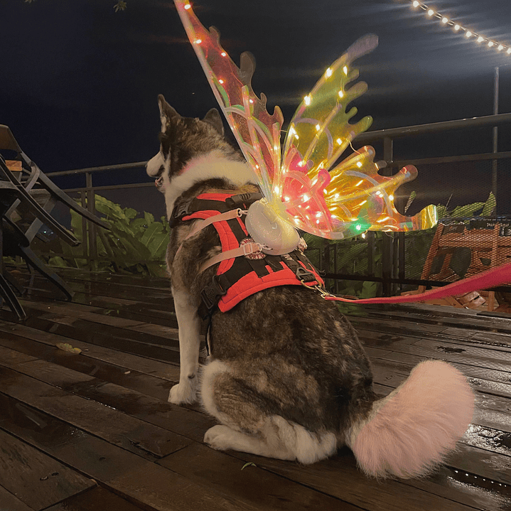 🪽✨ Alas LED para Mascotas – ¡Tu peludito será el centro de atención! ✨🪽 1