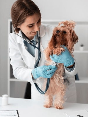 Consulta Veterinaria General