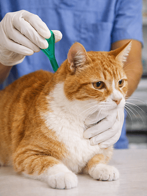 Consulta Veterinaria incluye Desparasitacion interna y externa hasta 10kg 