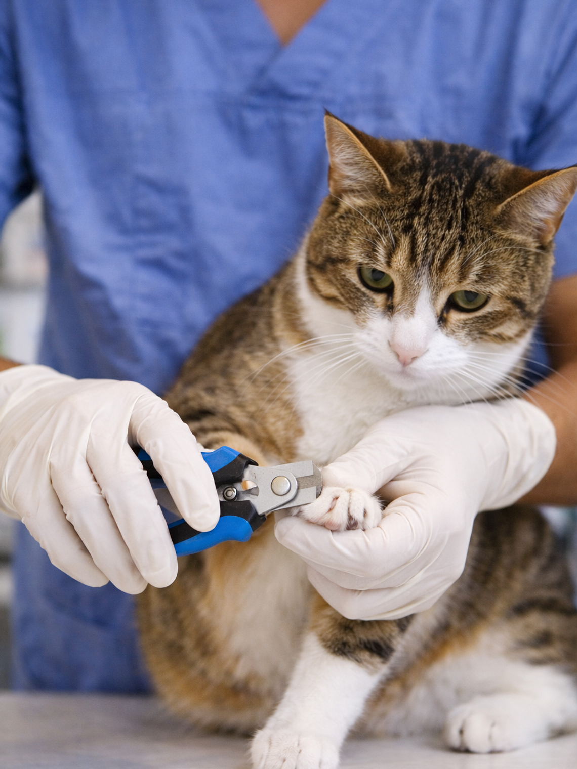 Corte de uñas gatos  1