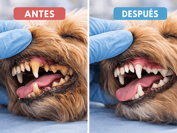 ¿Cuándo y por qué realizar limpieza dental a tu perro o gato?