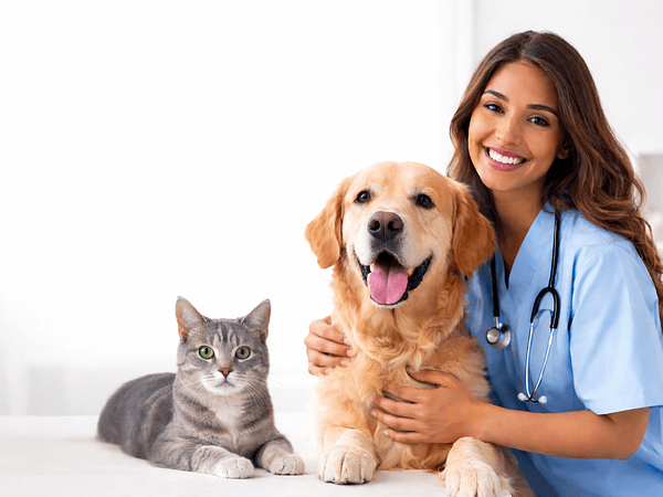 ¿Por qué debes esterilizar a tu mascota?