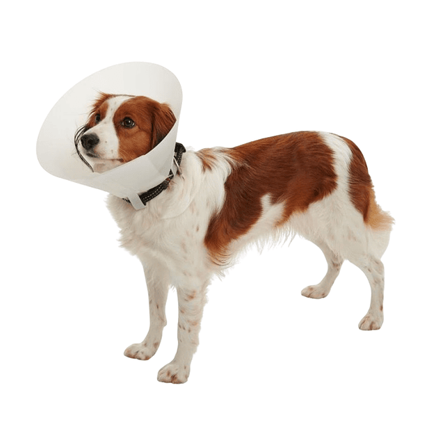 Collar Isabelino 10 2