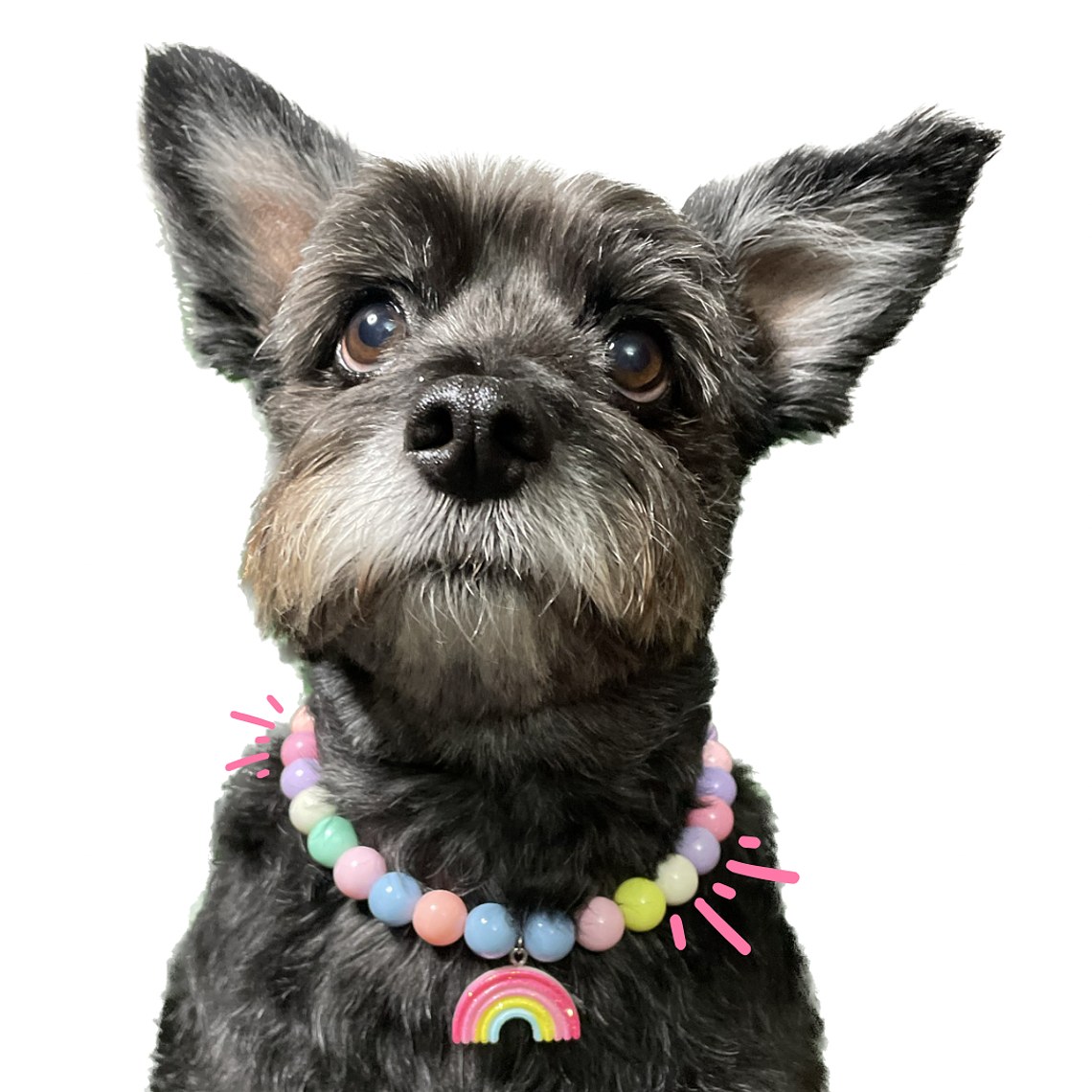 Collar de perla para mascotas  1