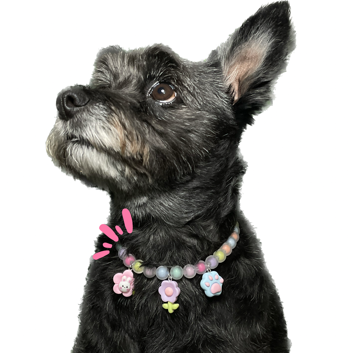 Collar de perla para mascotas  3