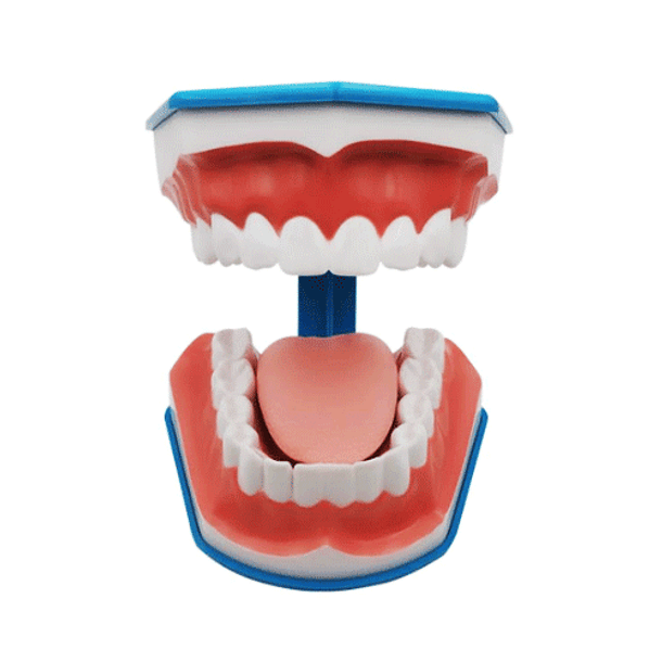 MACROMODELO GRANDE CON CEPILLO 