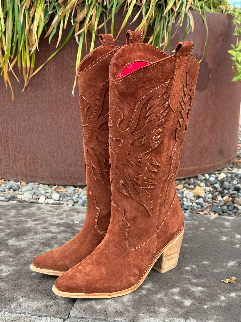 Aguila café moro  4