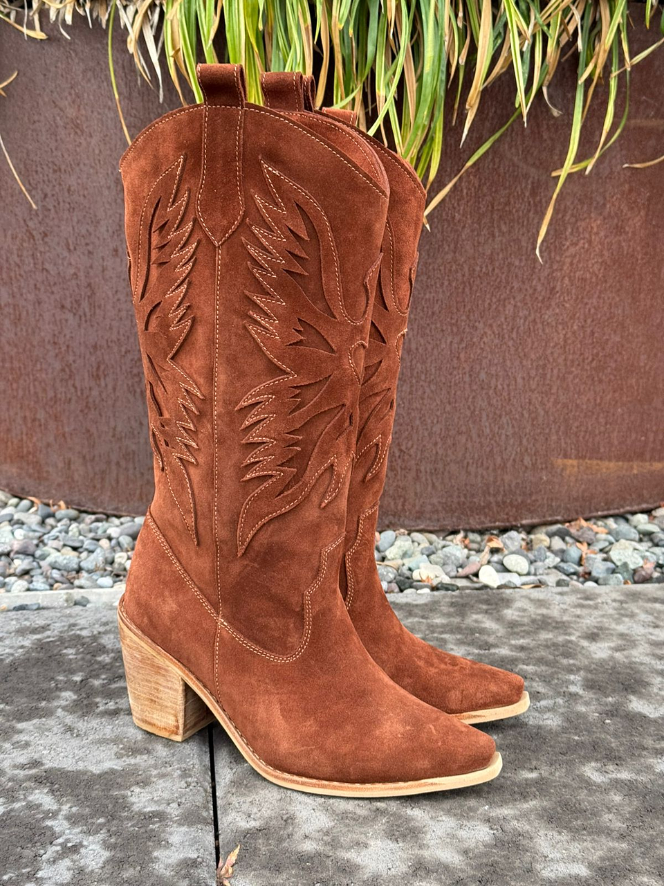 Aguila café moro  6