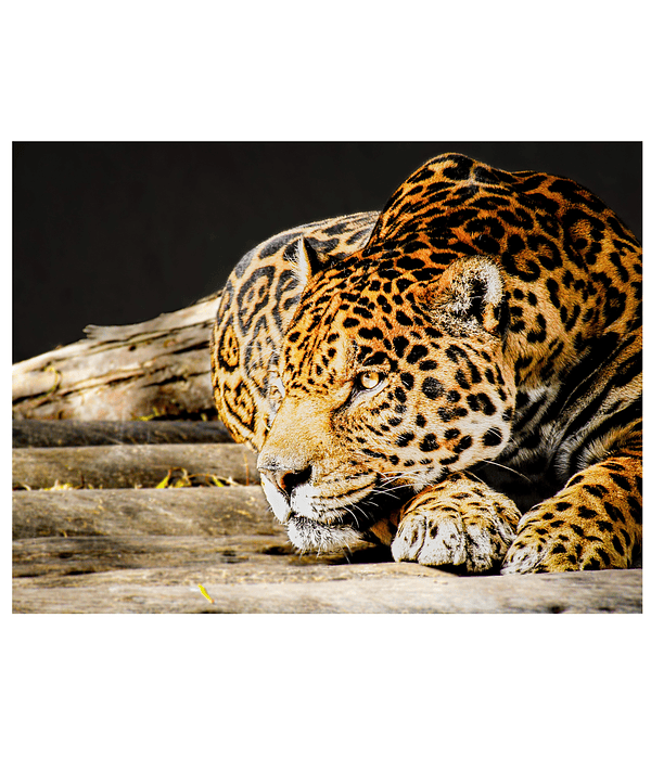 Jaguar Amazónico