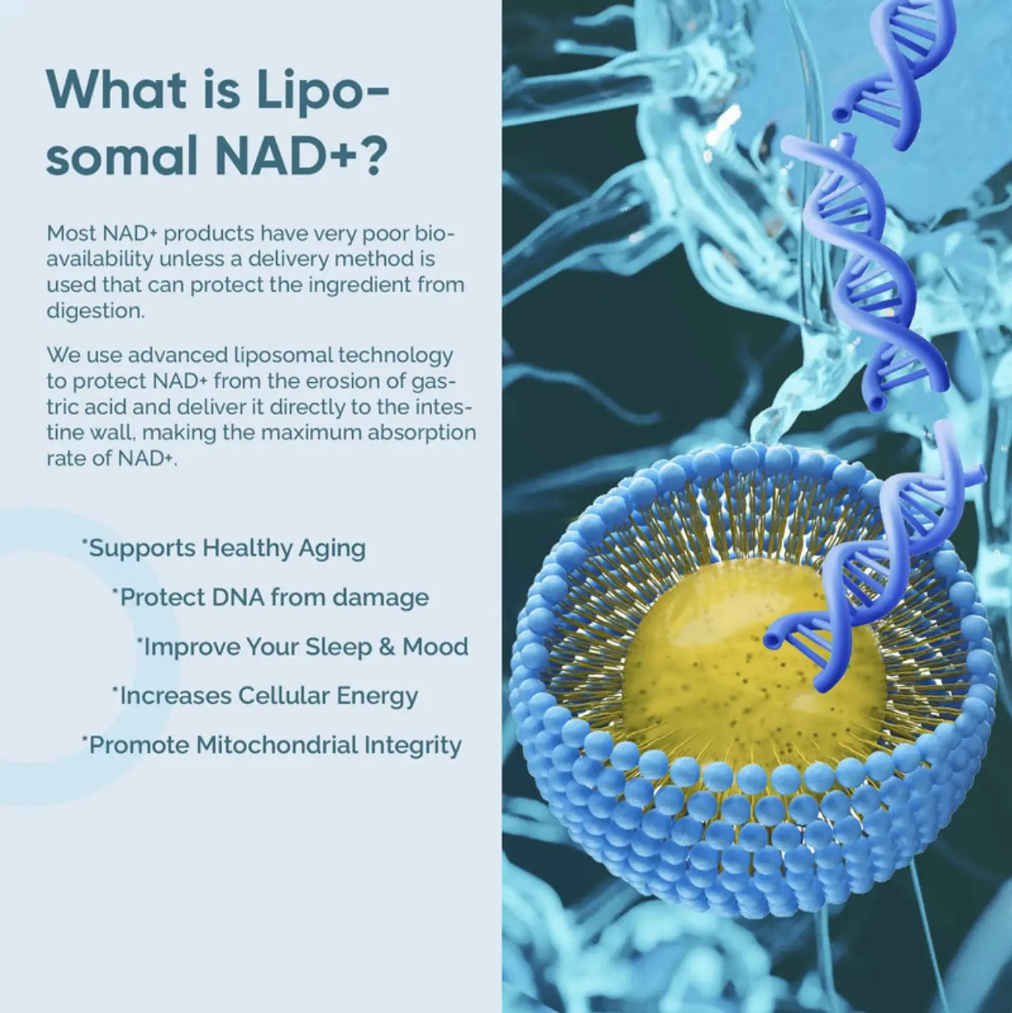 NAD+ Resveratrol - Vidanova® Suples 4
