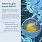 NAD+ Resveratrol - Vidanova® Suples - Miniatura 4